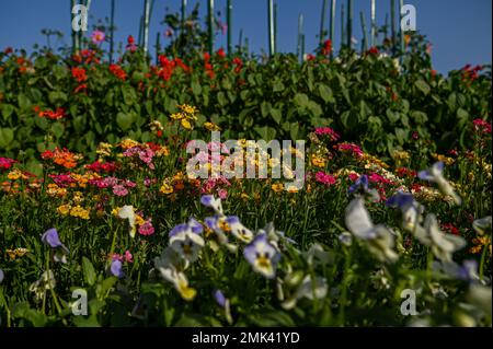 New Delhi, Delhi, Indien. 28. Januar 2023. Blumen blühen im Amrit Udyan, früher bekannt als Mughal Gardens des Indischen Präsidentenpalastes oder Rashtrapati Bhawan in Neu-Delhi. (Kreditbild: © Kabir Jhangiani/ZUMA Press Wire) NUR REDAKTIONELLE VERWENDUNG! Nicht für den kommerziellen GEBRAUCH! Stockfoto