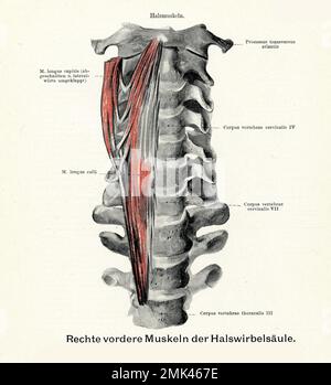 Vintage Illustration der Halswirbelsäule Muskeln, mit deutschen anatomischen Beschreibungen Stockfoto