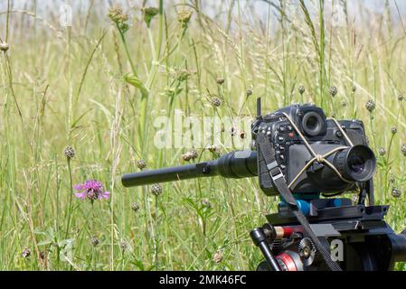 Makrosondenobjektiv, das auf einer Fernkamera eingerichtet ist, um Schmetterlinge zu fotografieren, die Blumen auf einer Wiese besuchen, Wiltshire, Großbritannien, August. Stockfoto