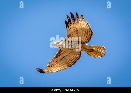 Rotschwänziger im Flug Stockfoto
