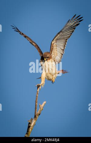 Rotschwänziger im Flug Stockfoto