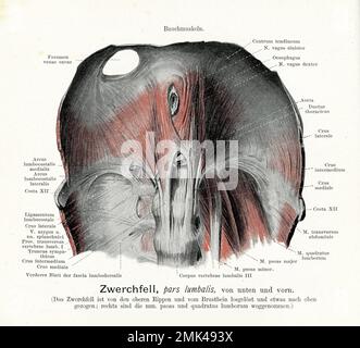 Vintage Illustration der Anatomie des Wirbelteils der Zwerchfellmuskulatur, mit deutschen anatomischen Beschreibungen Stockfoto