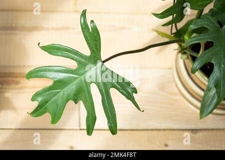 Philodendron Mayo im Inneren des Hauses. In einen Topf geschnitzte Blätter einer Zimmerpflanze. Pflege und Kultivierung tropischer Pflanzen, Grünhaus Stockfoto