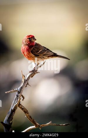 Purple Finch ruht auf einem Ast Stockfoto