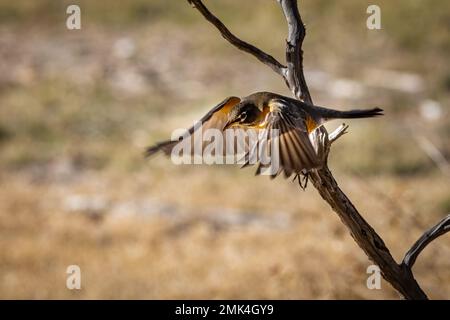 American Robin in der Flucht Stockfoto