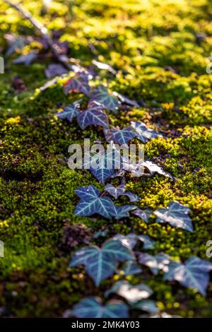 Nahaufnahme von Blättern und Moos mit goldener Hintergrundbeleuchtung Stockfoto