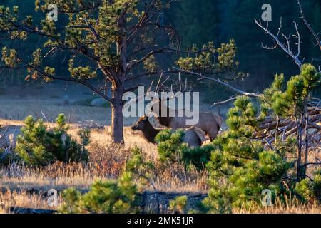 Rocky Mountain Bull Elch und Kühe Stockfoto