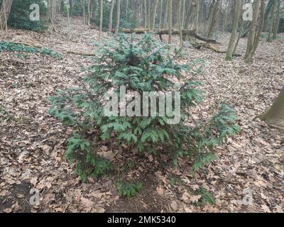 Junge Exemplare eines Eibenbaums (Taxus baccata), der im Schatten unter anderen Bäumen in einem Wald wächst Stockfoto