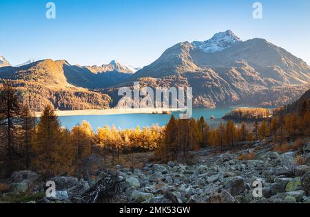 Wunderschöne wilde Landschaft mit goldenen Lärchen rund um den Lake Sils im Engadin Valley, Schweiz Stockfoto