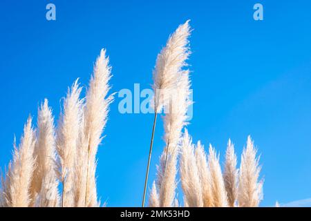 Weiße Pampas-Grasfahnen (Cortaderia selloana) vor blauem Himmel als Hintergrund Stockfoto