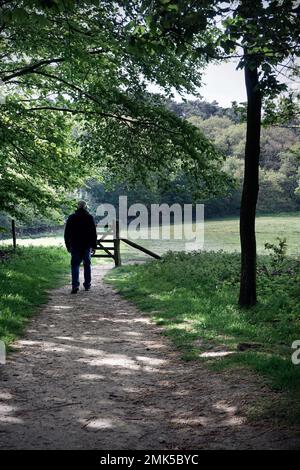 Ein einsamer Mann, der durch die Landschaft in Richtung Holztor und Graswiesen durch den Wald mit Sonnenlicht geht Stockfoto