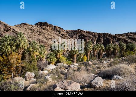 Palm Springs, USA. 12. November 2022. Palm Springs California Indian Canyons. Stockfoto