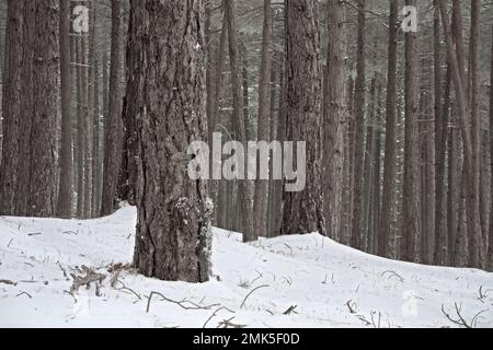 Kiefernstumpf im Hintergrund ein Kiefernwald im Winter von Sizilien, Ätna-Nationalpark, Italien Stockfoto