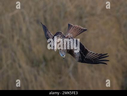 Einzigartiger Schuss eines Roten Drachen (Milvus milvus) in die Luft, während es beginnt, den spektakulären Tauchgang zu beginnen, um Beute auf dem Boden zu fangen. Suffolk, Großbritannien. Stockfoto