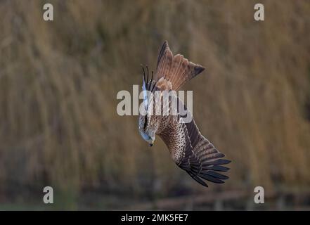 Einzigartiger Schuss eines Roten Drachen (Milvus milvus) in die Luft, während es beginnt, den spektakulären Tauchgang zu beginnen, um Beute auf dem Boden zu fangen. Suffolk, Großbritannien. Stockfoto