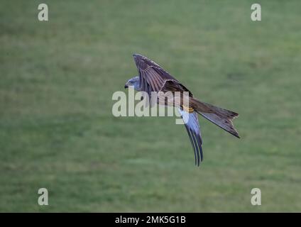 Ein spektakulärer Roter Drachen ( Milvus milvus ) in Aktion . Er wurde im Flug gefangen, über eine Wiese in Suffolk, Großbritannien Stockfoto