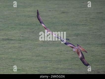 Ein Paar farbenfroher Rotkehlchen (Milvus milvus), die in der Luft jagen und zanken, während sie versuchen, sich gegenseitig etwas zu stehlen. Suffolk, Großbritannien Stockfoto