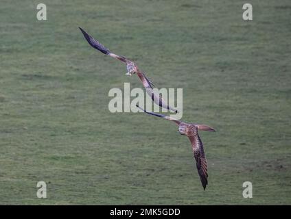 Ein Paar farbenfroher Rotkehlchen (Milvus milvus), die sich in der Luft zanken, kämpfen und versuchen, sich gegenseitig etwas zu stehlen. Suffolk, Großbritannien Stockfoto