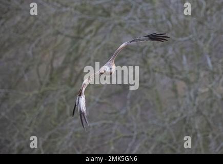 Nahaufnahme eines Roten Drachen (Milvus milvus), der seine agilen Flugkünste vor dem Hintergrund eines Waldlands zeigt... Suffolk Stockfoto