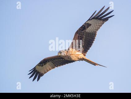 Nahaufnahme eines bunten Roten Drachen (Milvus milvus) im Flug in einem klaren blauen Himmel. Aus dem Aussterben des Vereinigten Königreichs zurückgebracht . Suffolk Stockfoto