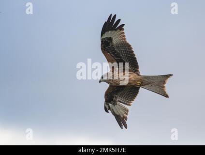 Nahaufnahme eines bunten Roten Drachen (Milvus milvus) im Flug in einem klaren blauen Himmel. Aus dem Aussterben des Vereinigten Königreichs zurückgebracht . Suffolk Stockfoto