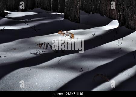 Muster in der Natur, Licht und Schatten auf einem Farn in einem Pinienwald, der von Sizilien bedeckt ist, Ätna-Nationalpark, Italien Stockfoto