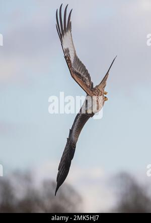 Einzigartiger Schuss eines Roten Drachen (Milvus milvus) in die Luft, während es beginnt, den spektakulären Tauchgang zu beginnen, um Beute auf dem Boden zu fangen. Suffolk, Großbritannien. Stockfoto