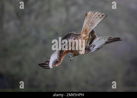 Einzigartiger Schuss eines Roten Drachen (Milvus milvus) in die Luft, während es beginnt, den spektakulären Tauchgang zu beginnen, um Beute auf dem Boden zu fangen. Suffolk, Großbritannien. Stockfoto