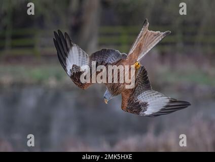 Einzigartiger Schuss eines Roten Drachen (Milvus milvus) in die Luft, während es beginnt, den spektakulären Tauchgang zu beginnen, um Beute auf dem Boden zu fangen. Suffolk, Großbritannien. Stockfoto