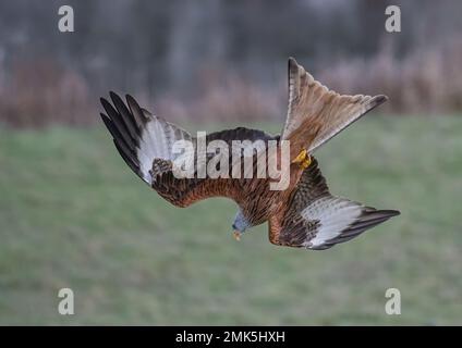 Einzigartige Aufnahme eines Roten Drachen (Milvus milvus) in die Luft, während er mit dem spektakulären Tauchgang beginnt, um Beute auf dem Boden zu fangen. Suffolk, Großbritannien. Stockfoto