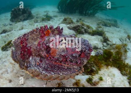 Ein Steinfisch, Synanceia verrucosa, befindet sich auf einem flachen Meeresboden in Raja Ampat, Indonesien. Diese Spezies ist der giftigste Fisch der Welt. Stockfoto