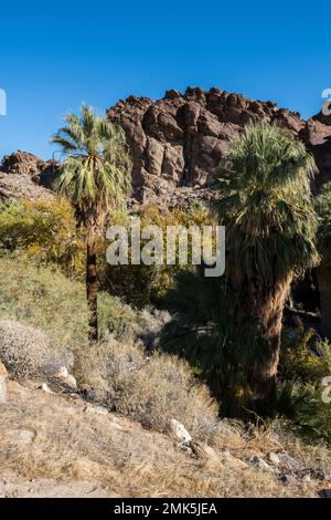 Palm Springs, USA. 12. November 2022. Palm Springs California Indian Canyons. Stockfoto