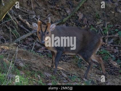 Ein frecher männlicher Reeves Muntjac ( Muntiacus reevesi ) schaute in die Kamera, während er durch ein paar Wälder ging. Suffolk, Großbritannien Stockfoto