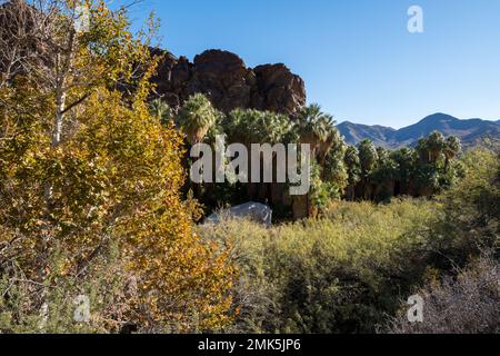 Palm Springs, USA. 12. November 2022. Palm Springs California Indian Canyons. Stockfoto