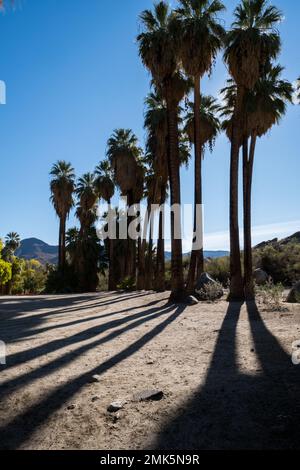 Palm Springs, USA. 12. November 2022. Palm Springs California Indian Canyons. Stockfoto