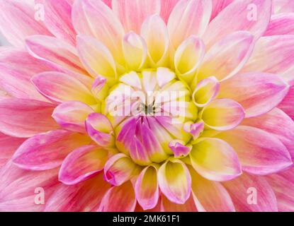 Dahlia-Blume. Pink und Gelbgrün. Canfield Fair. Mahoning County Fair. Canfield, Youngstown, Ohio, USA. Stockfoto