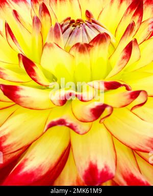 Dahlia-Blume. Gelb, grün und rot. Canfield Fair. Mahoning County Fair. Canfield, Youngstown, Ohio, USA. Stockfoto