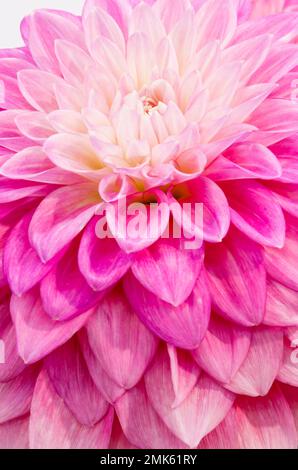 Dahlia-Blume. Rosa. Canfield Fair. Mahoning County Fair. Canfield, Youngstown, Ohio, USA. Stockfoto