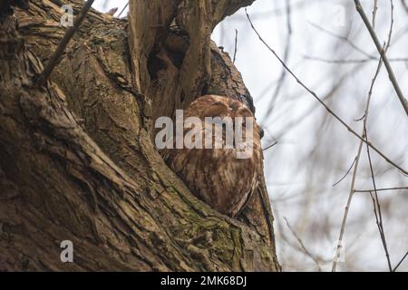 Tawny Eulen (Strix aluco), die an einem Wintertag in einem alten Weidenbaumloch in Berkshire, England, schweben Stockfoto