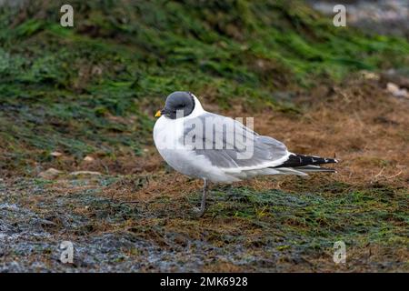 Sabine's Gull (Xema sabini), ausgewachsener Vogel in voller Zucht, eine Seltenheit im Southmoor Nature Reserve, Langstone Harbour, Hampshire, England, Großbritannien Stockfoto