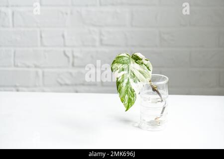 Wurzelsprossen von Philodendron Monstera Alba zum Eintopfen. Vermehrung von Hauspflanzen, Stecklingen und Kultivierung Stockfoto