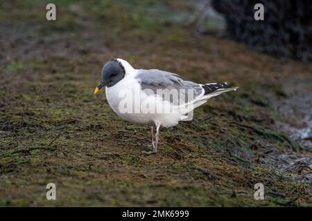 Sabine's Gull (Xema sabini), ausgewachsener Vogel in voller Zucht, eine Seltenheit im Southmoor Nature Reserve, Langstone Harbour, Hampshire, England, Großbritannien Stockfoto