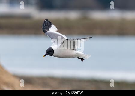 Sabine's Gull (Xema sabini), ausgewachsener Vogel in voller Zucht, eine Seltenheit im Southmoor Nature Reserve, Langstone Harbour, Hampshire, England, Großbritannien Stockfoto