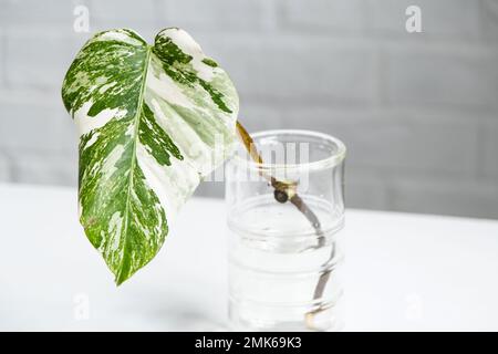Wurzelsprossen von Philodendron Monstera Alba zum Eintopfen. Vermehrung von Hauspflanzen, Stecklingen und Kultivierung Stockfoto