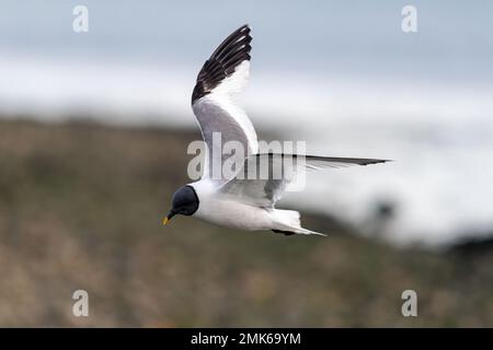 Sabine's Gull (Xema sabini), ausgewachsener Vogel in voller Zucht, eine Seltenheit im Southmoor Nature Reserve, Langstone Harbour, Hampshire, England, Großbritannien Stockfoto