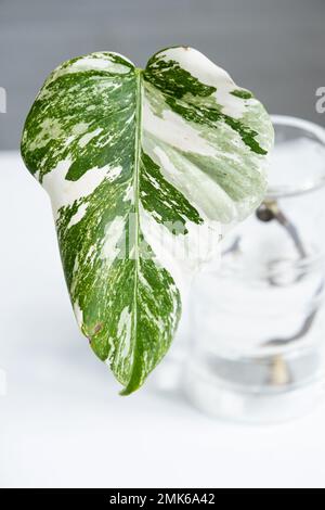 Wurzelsprossen von Philodendron Monstera Alba zum Eintopfen. Vermehrung von Hauspflanzen, Stecklingen und Kultivierung Stockfoto