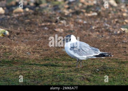 Sabine's Gull (Xema sabini), ausgewachsener Vogel in voller Zucht, eine Seltenheit im Southmoor Nature Reserve, Langstone Harbour, Hampshire, England, Großbritannien Stockfoto