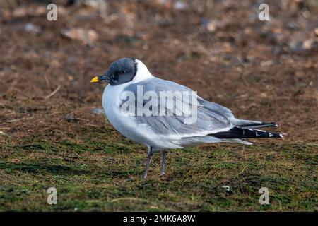 Sabine's Gull (Xema sabini), ausgewachsener Vogel in voller Zucht, eine Seltenheit im Southmoor Nature Reserve, Langstone Harbour, Hampshire, England, Großbritannien Stockfoto