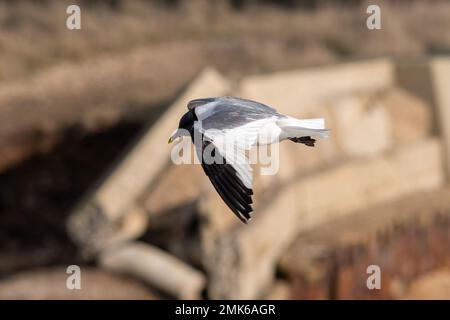 Sabine's Gull (Xema sabini), ausgewachsener Vogel in voller Zucht, eine Seltenheit im Southmoor Nature Reserve, Langstone Harbour, Hampshire, England, Großbritannien Stockfoto