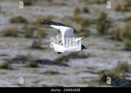 Sabine's Gull (Xema sabini), ausgewachsener Vogel in voller Zucht, eine Seltenheit im Southmoor Nature Reserve, Langstone Harbour, Hampshire, England, Großbritannien Stockfoto